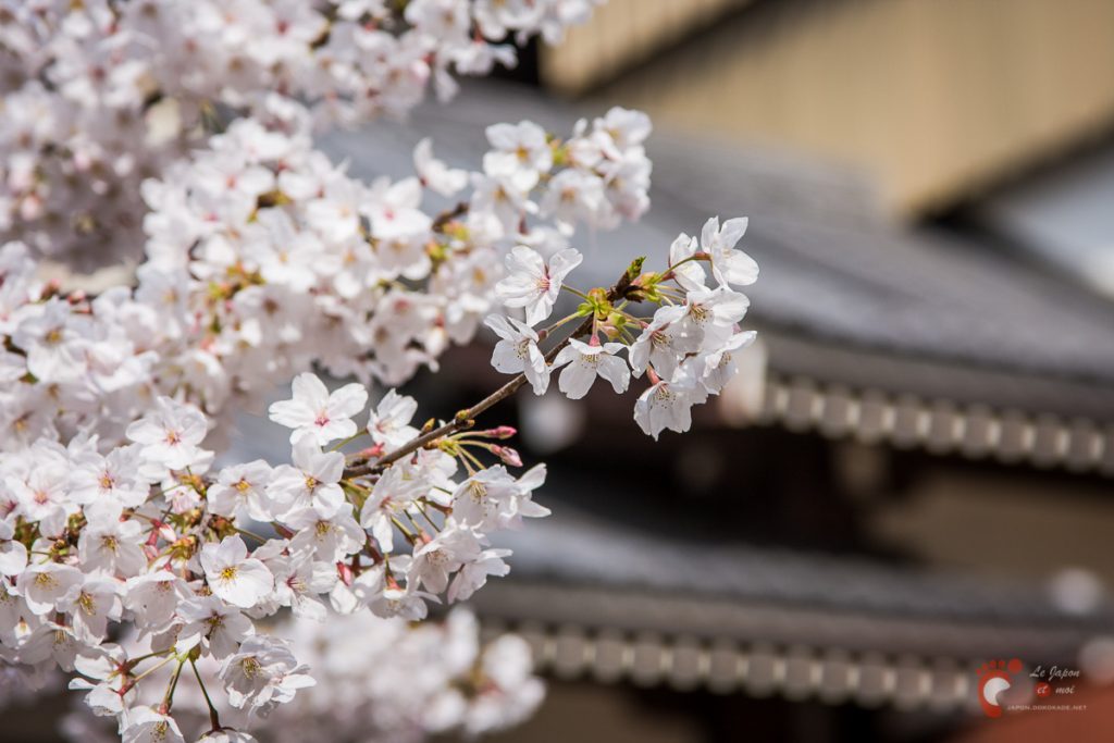 Le temple Tochoji et son cerisier à Fukuoka
