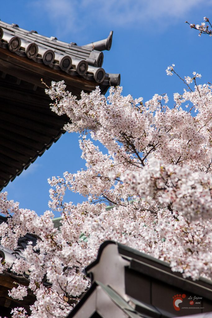 Le temple Tochoji et son cerisier à Fukuoka