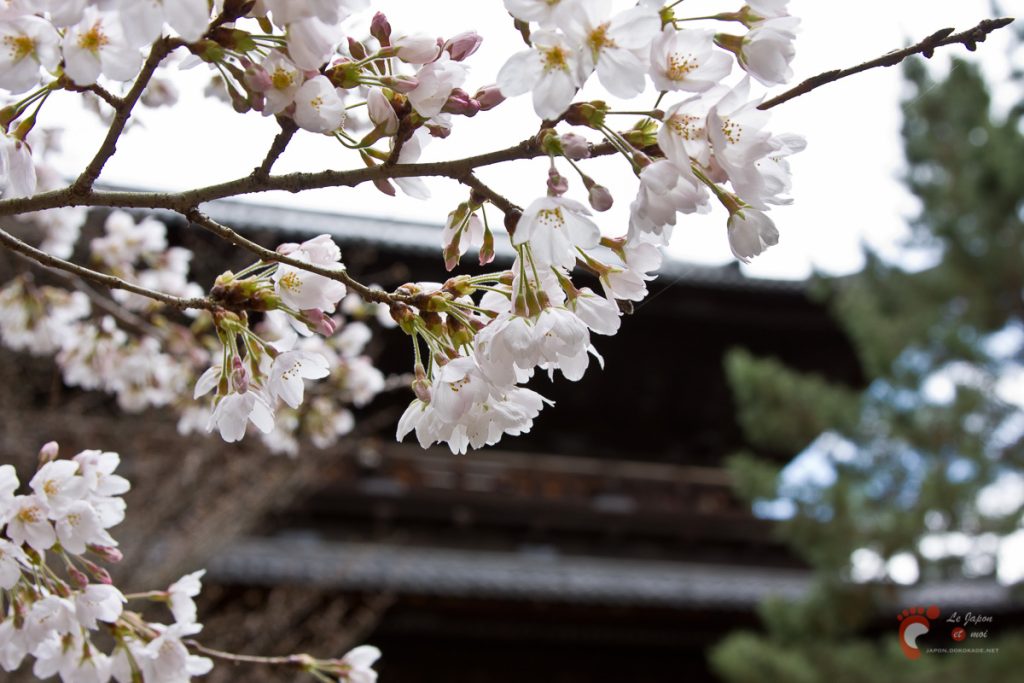 Nanzenji sous les cerisiers - Sanmon