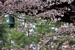 Nanzenji sous les cerisiers - Hattô