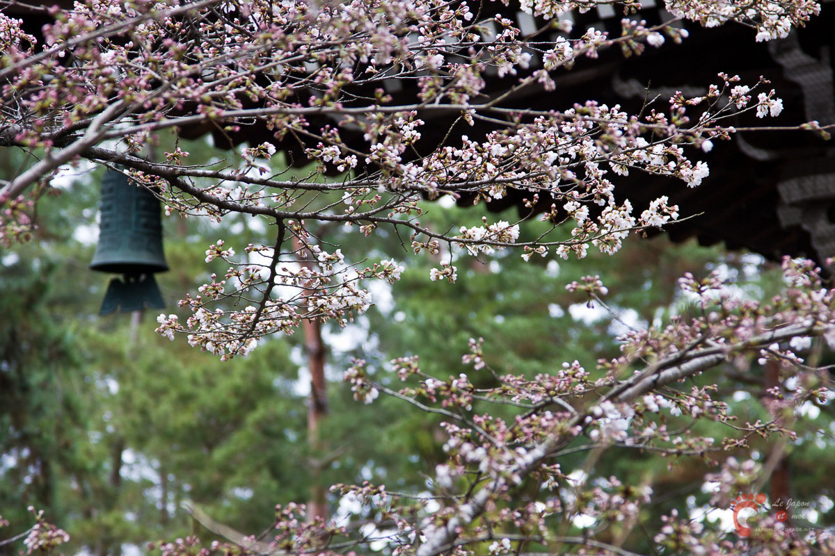 Nanzen-ji sous les cerisiers 南禅寺の桜