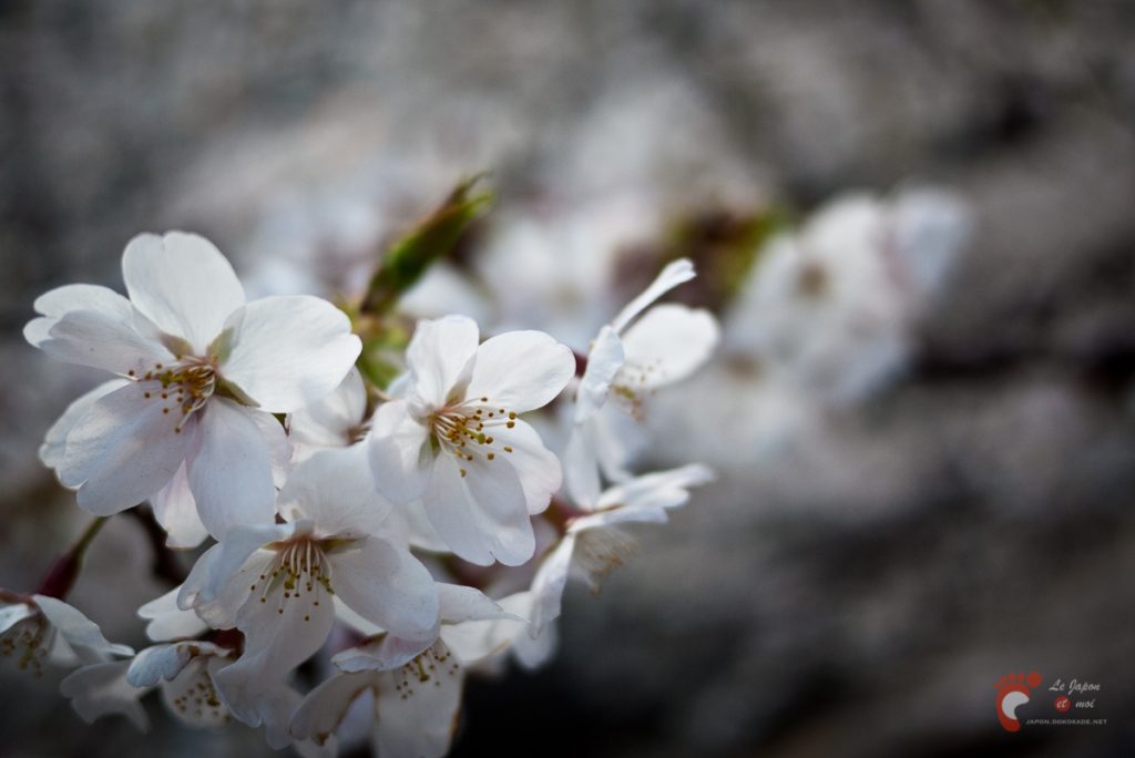 Cerisiers en fleurs à Naka-Meguro
