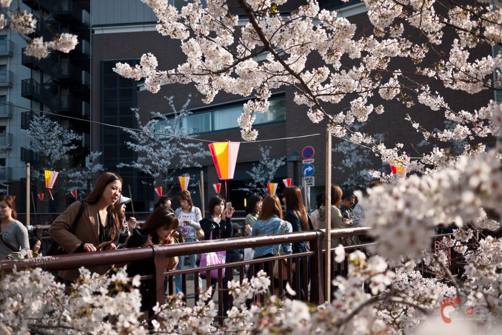 Cerisiers en fleurs à Naka-Meguro