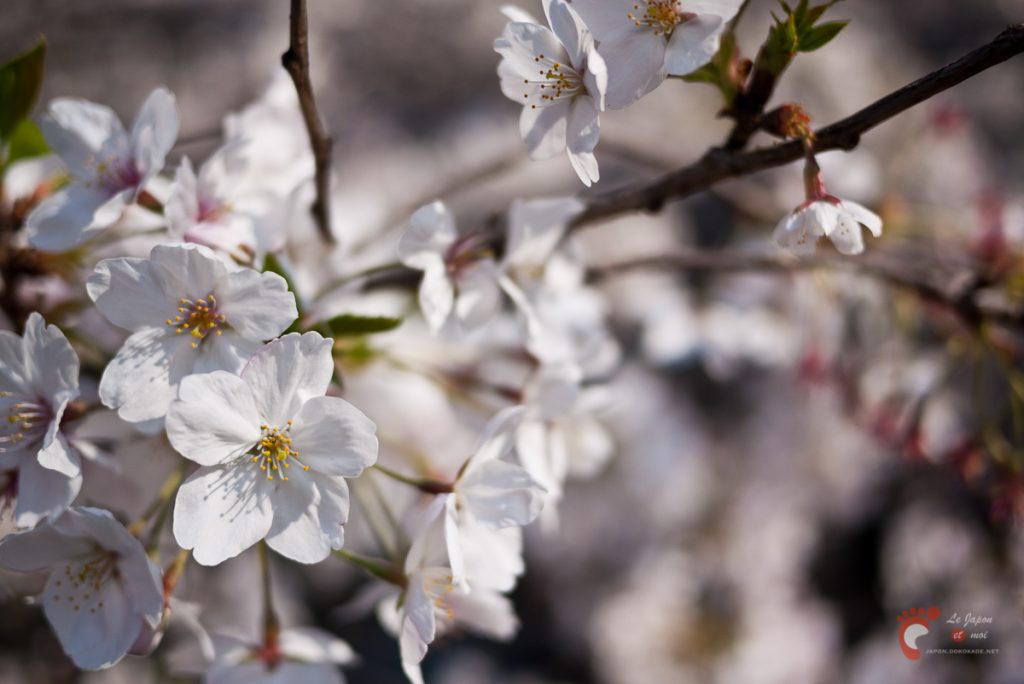 Cerisiers en fleurs à Naka-Meguro