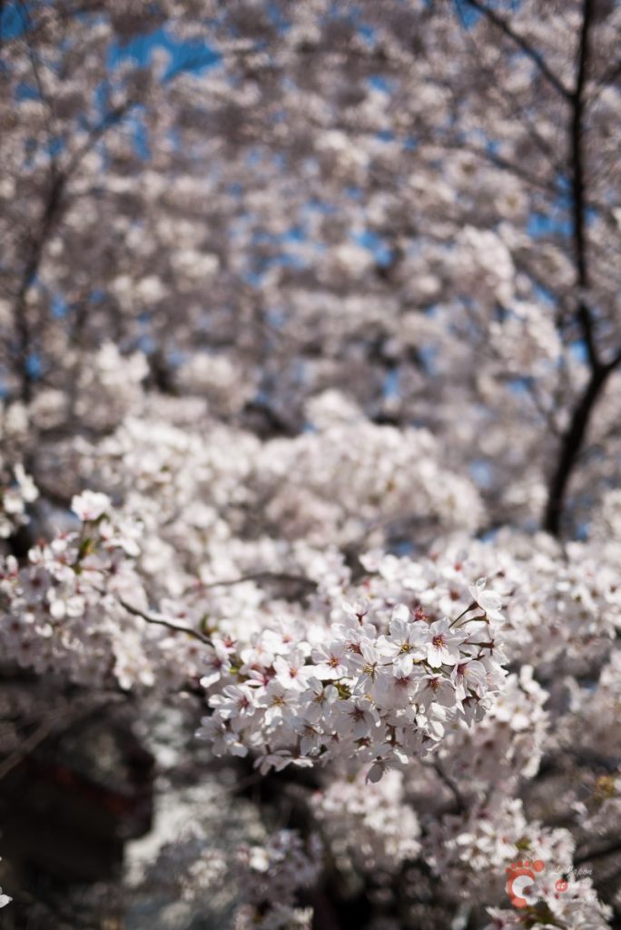 Cerisiers en fleurs à Naka-Meguro
