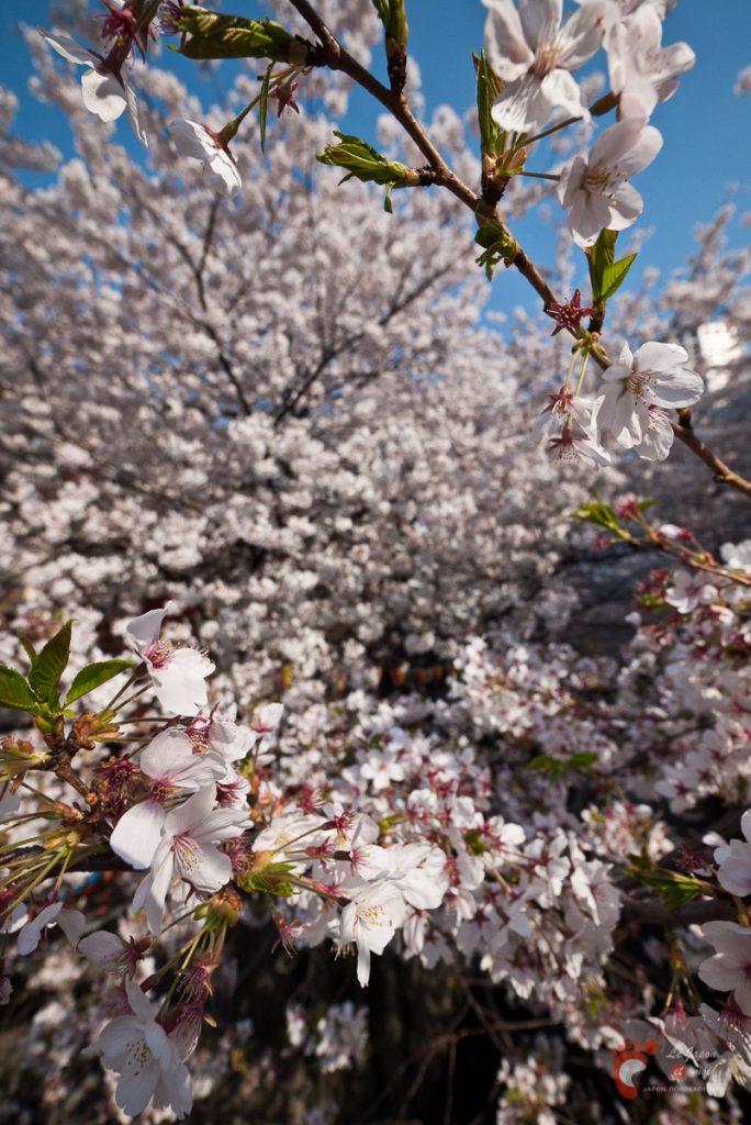 Cerisiers en fleurs à Naka-Meguro