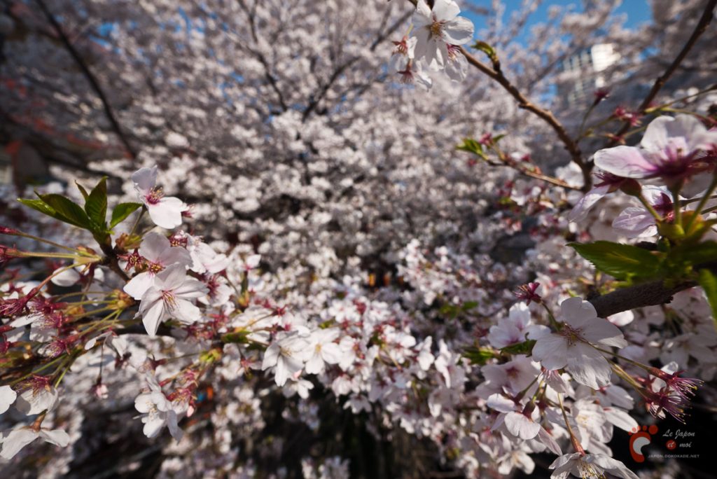 Cerisiers en fleurs à Naka-Meguro