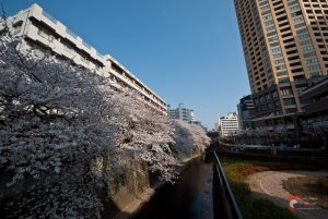 Cerisiers en fleurs à Naka-Meguro