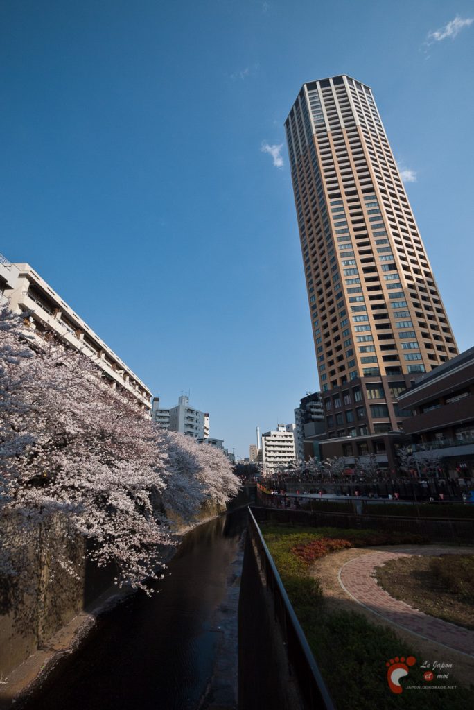Cerisiers en fleurs à Naka-Meguro