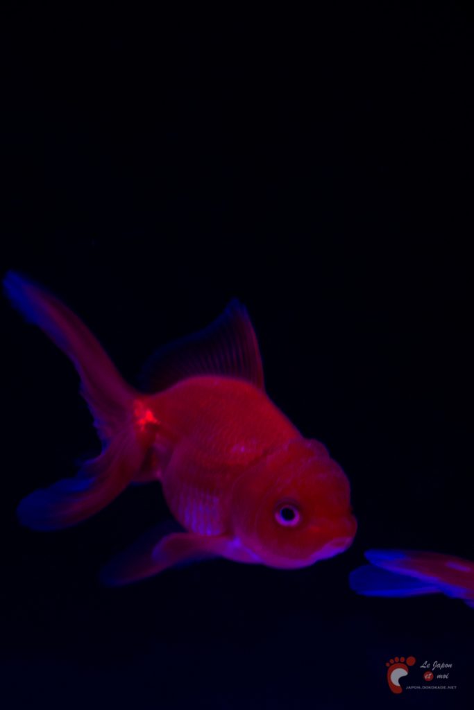 Art Aquarium 2012 | アートアクアリウム @ Coredo - Tôkyô