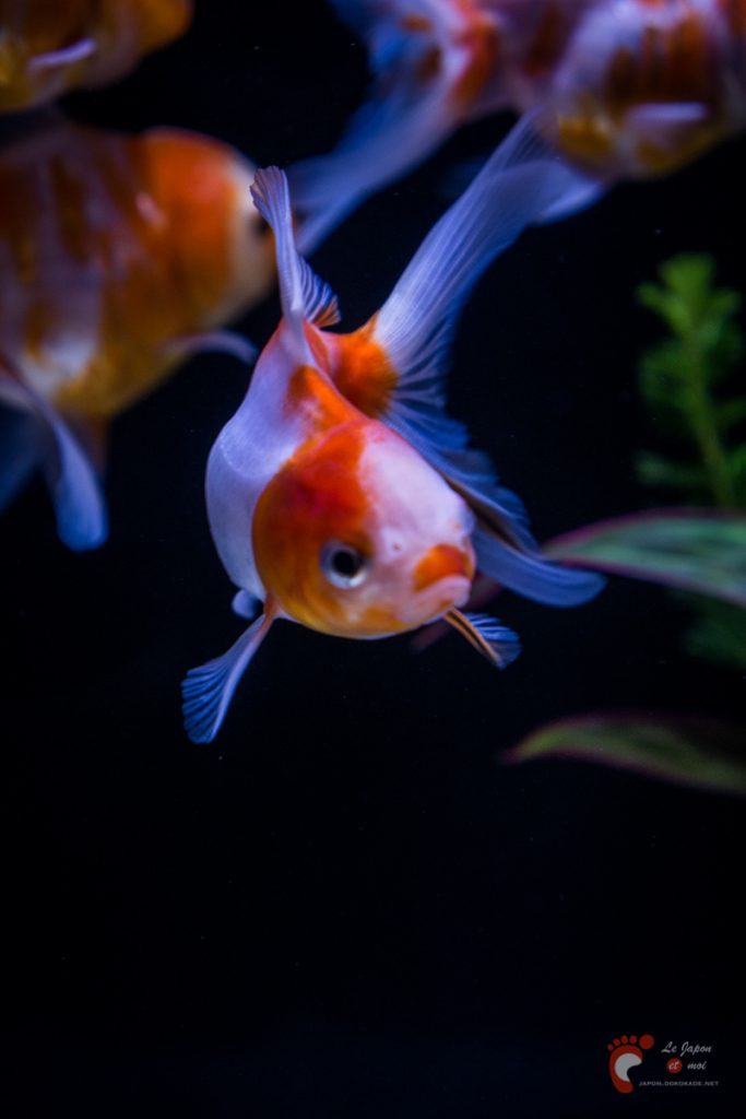 Art Aquarium 2012 | アートアクアリウム @ Coredo - Tôkyô
