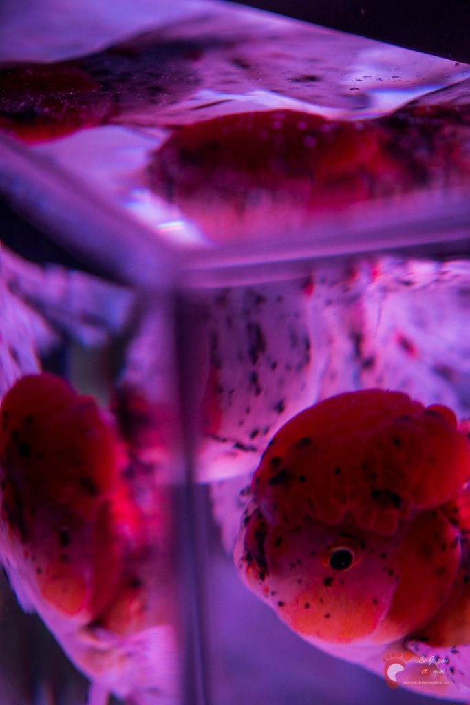 Art Aquarium 2012 | アートアクアリウム @ Coredo - Tôkyô