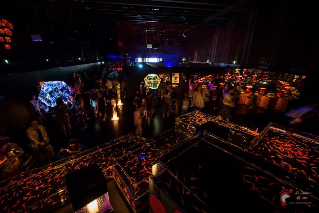 Art Aquarium 2012 | アートアクアリウム @ Coredo - Tôkyô