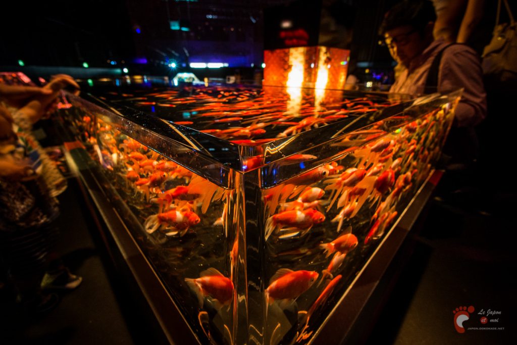 Art Aquarium 2012 | アートアクアリウム @ Coredo - Tôkyô