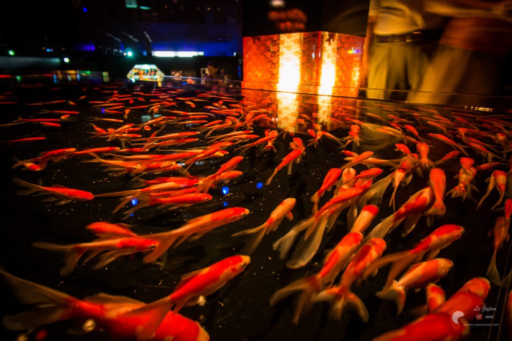 Art Aquarium 2012 | アートアクアリウム @ Coredo - Tôkyô