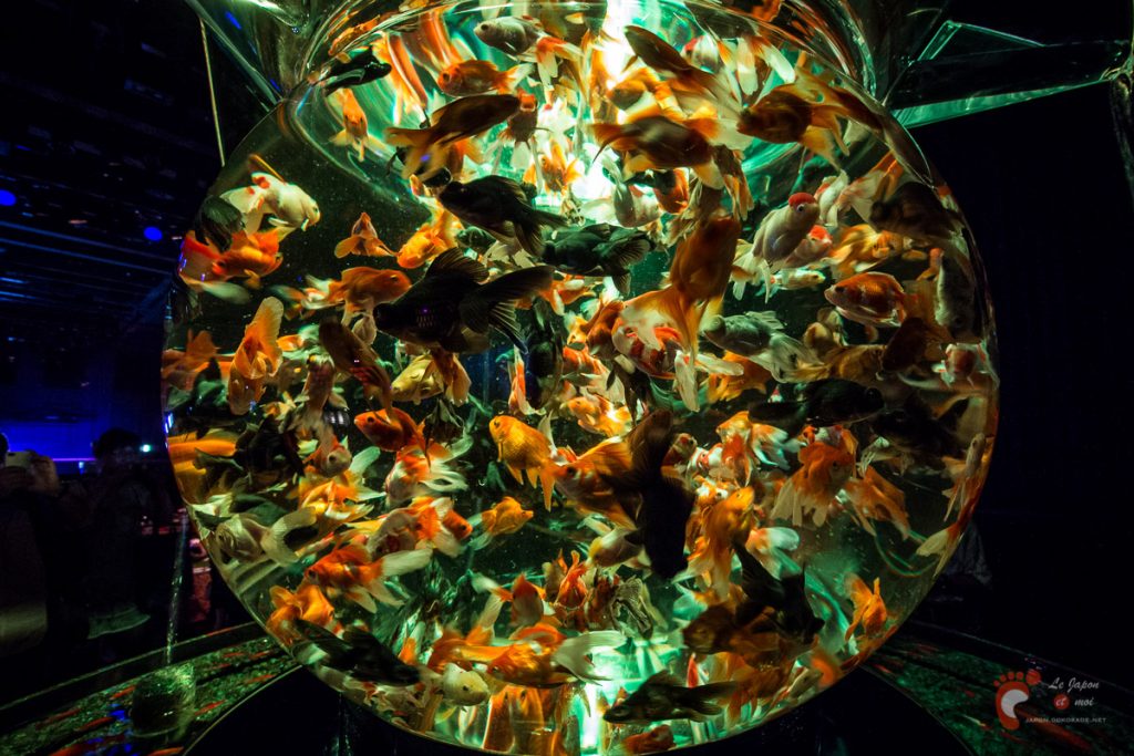 Art Aquarium 2012 | アートアクアリウム @ Coredo - Tôkyô