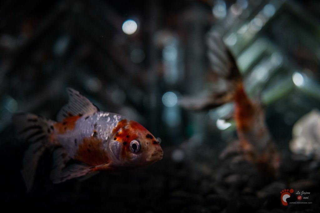 Art Aquarium 2012 | アートアクアリウム @ Coredo - Tôkyô