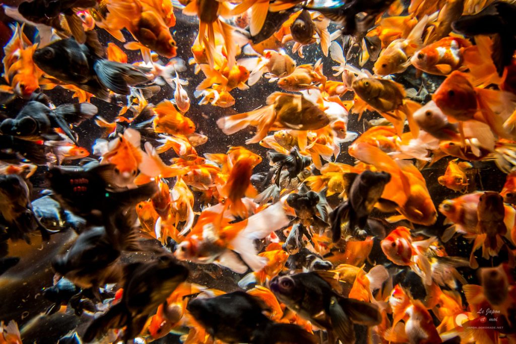 Art Aquarium 2012 | アートアクアリウム @ Coredo - Tôkyô