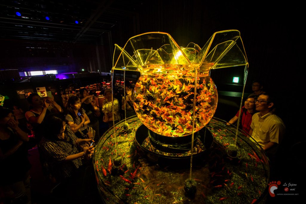Art Aquarium 2012 | アートアクアリウム @ Coredo - Tôkyô