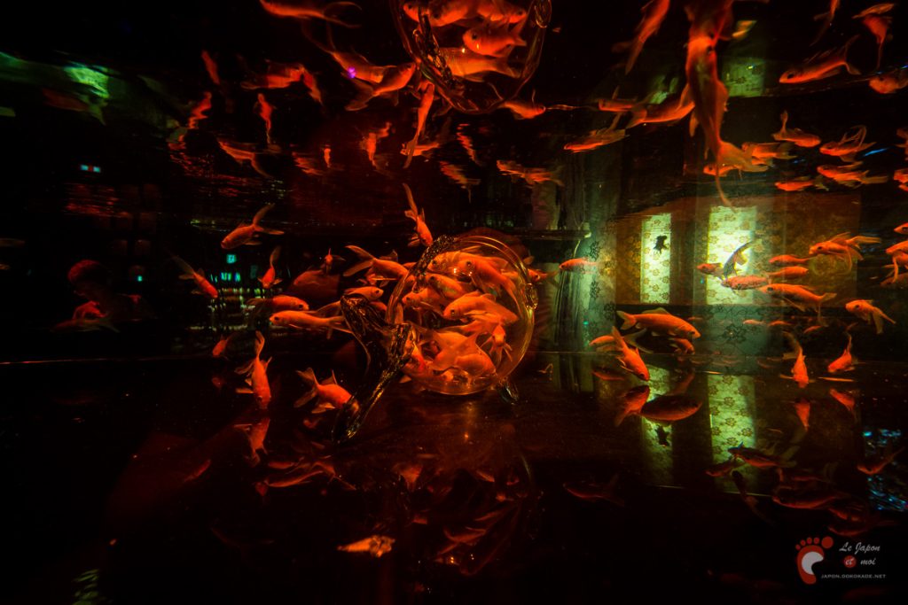 Art Aquarium 2012 | アートアクアリウム @ Coredo - Tôkyô