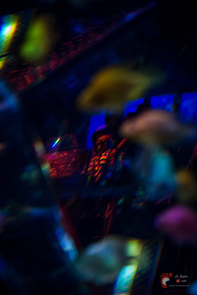 Art Aquarium 2012 | アートアクアリウム @ Coredo - Tôkyô