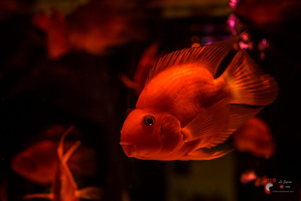 Art Aquarium 2012 | アートアクアリウム @ Coredo - Tôkyô