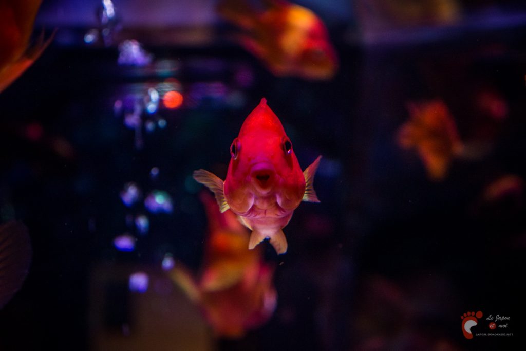 Art Aquarium 2012 | アートアクアリウム @ Coredo - Tôkyô