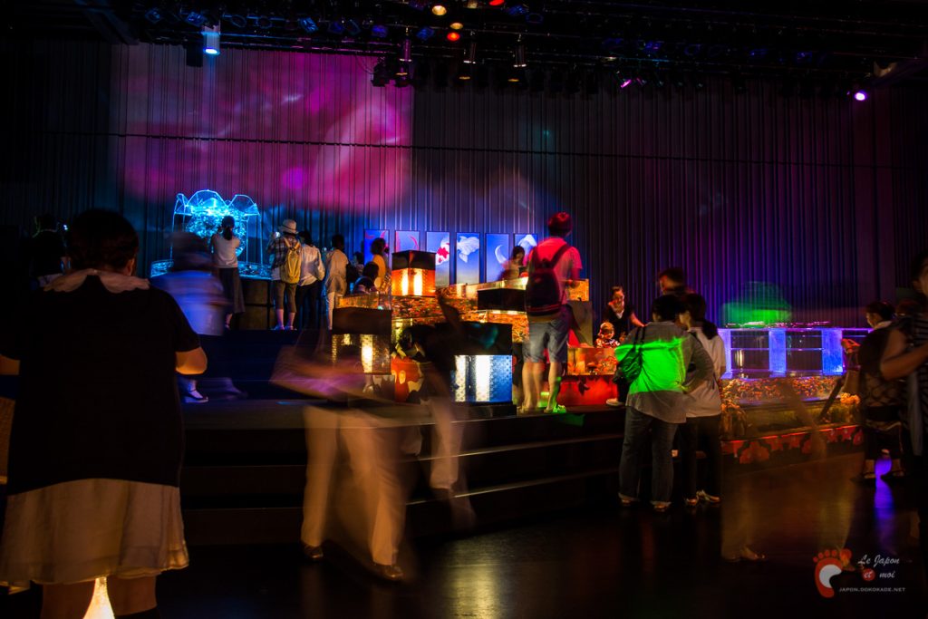 Art Aquarium 2012 | アートアクアリウム @ Coredo - Tôkyô