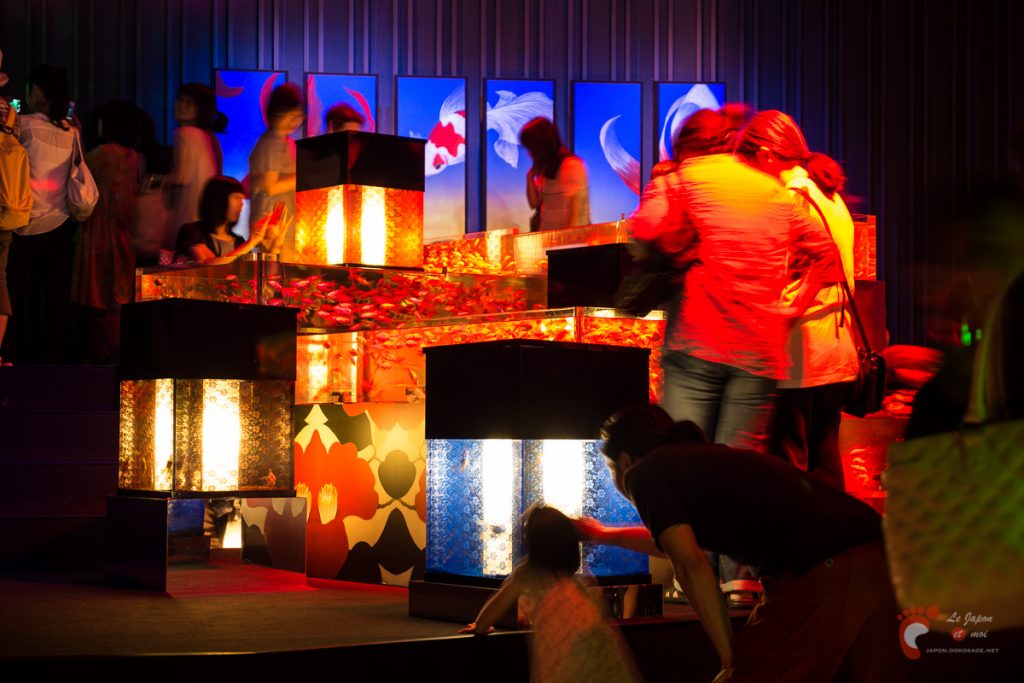 Art Aquarium 2012 | アートアクアリウム @ Coredo - Tôkyô