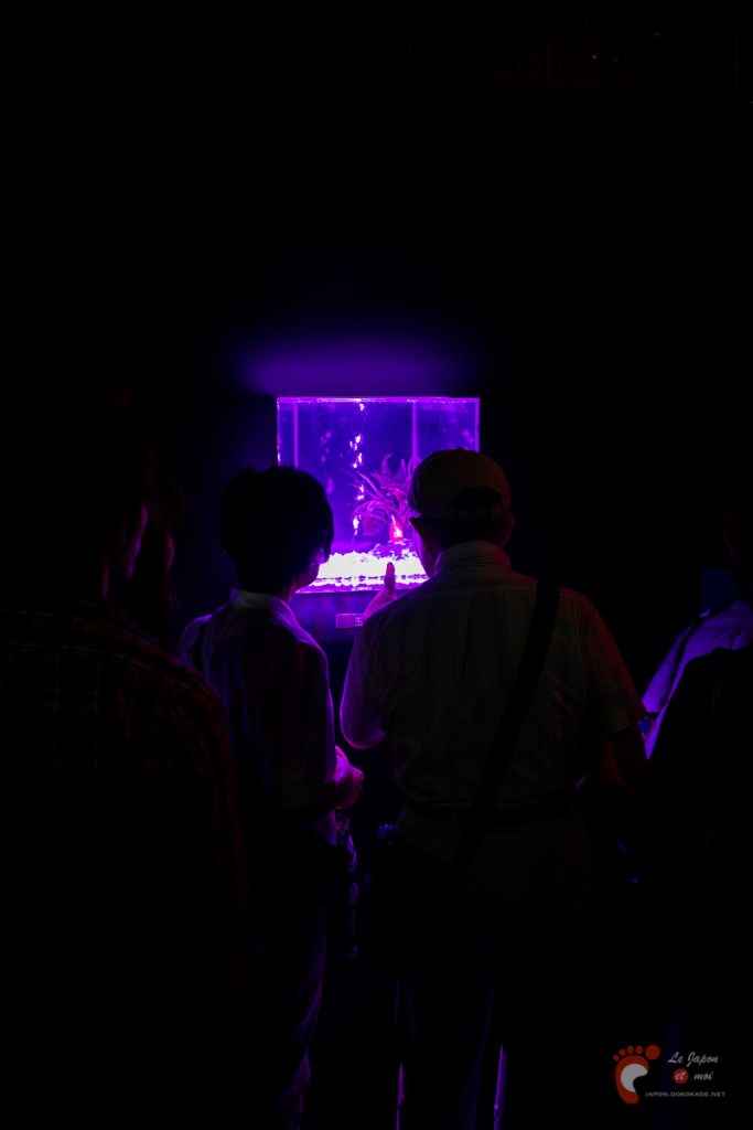 Art Aquarium 2012 | アートアクアリウム @ Coredo - Tôkyô