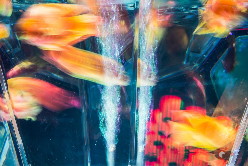 Art Aquarium 2012 | アートアクアリウム @ Coredo - Tôkyô
