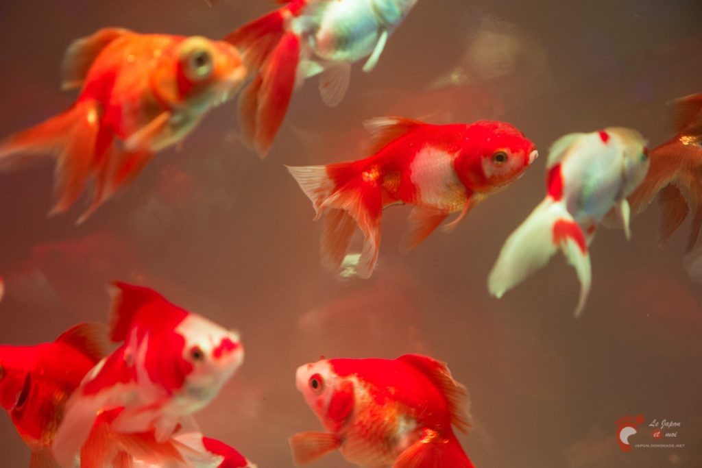 Art Aquarium 2012 | アートアクアリウム @ Coredo - Tôkyô