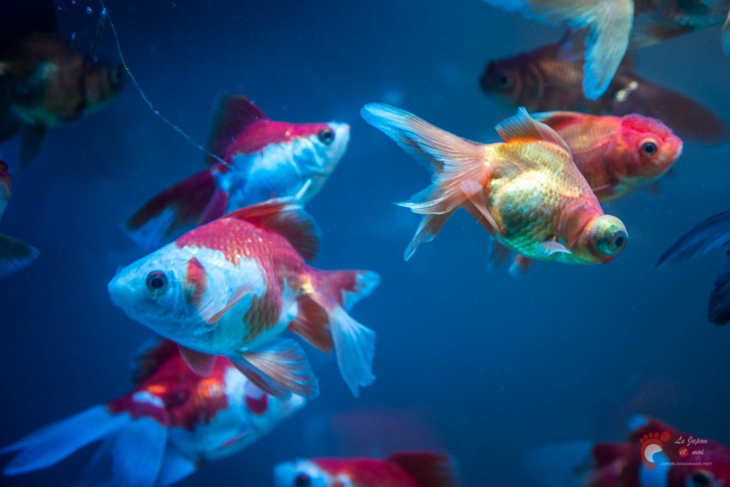 Art Aquarium 2012 | アートアクアリウム @ Coredo - Tôkyô