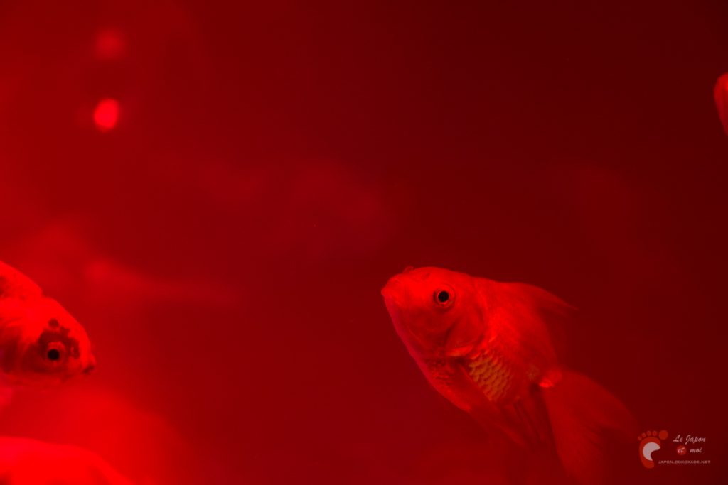 Art Aquarium 2012 | アートアクアリウム @ Coredo - Tôkyô