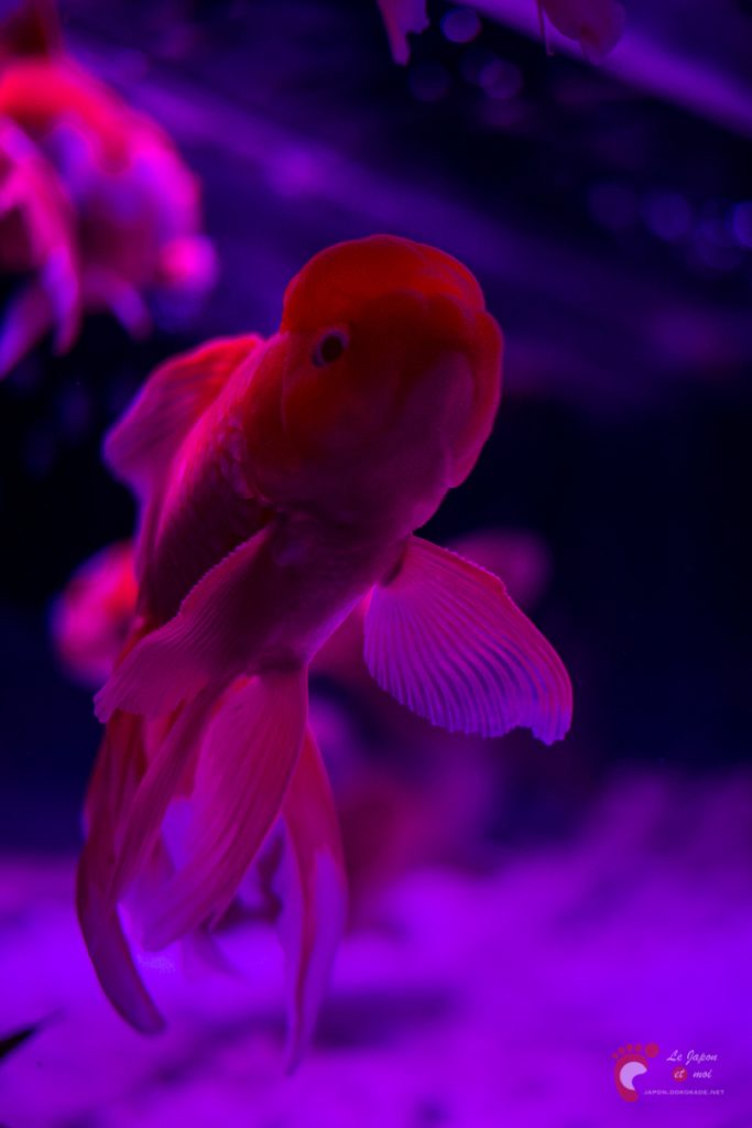 Art Aquarium 2012 | アートアクアリウム @ Coredo - Tôkyô