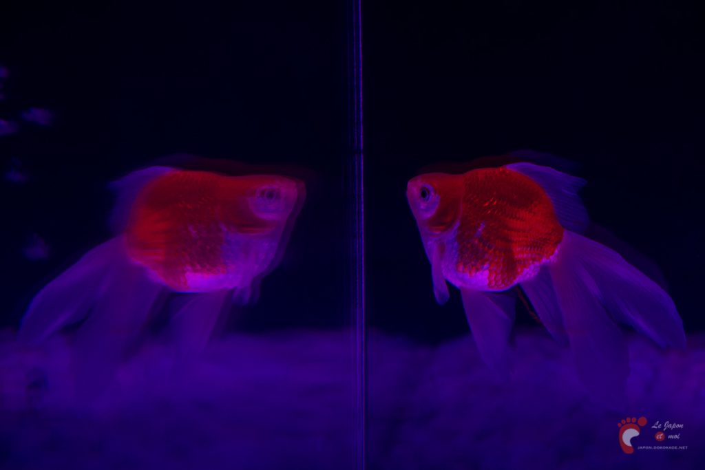 Art Aquarium 2012 | アートアクアリウム @ Coredo - Tôkyô