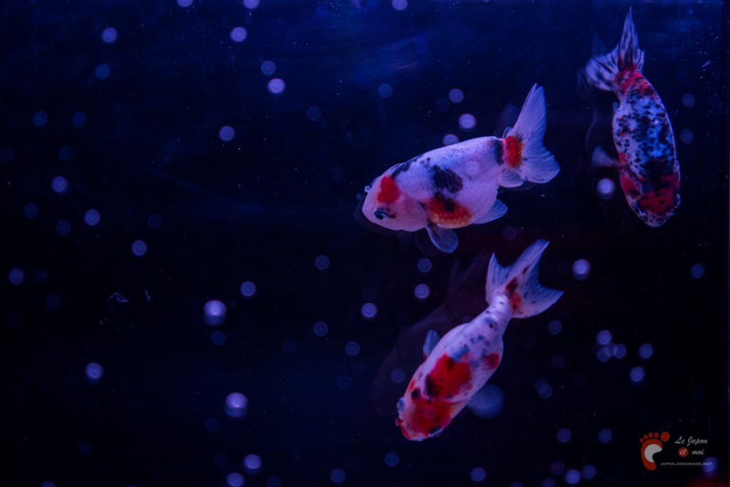 Art Aquarium 2012 | アートアクアリウム @ Coredo - Tôkyô