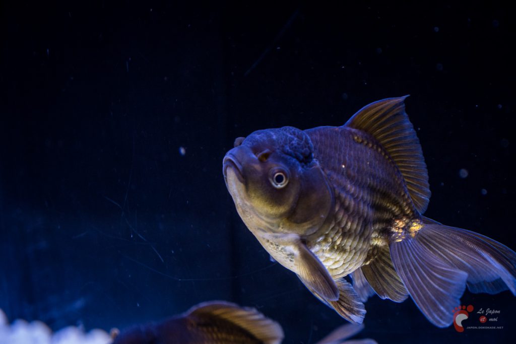Art Aquarium 2012 | アートアクアリウム @ Coredo - Tôkyô