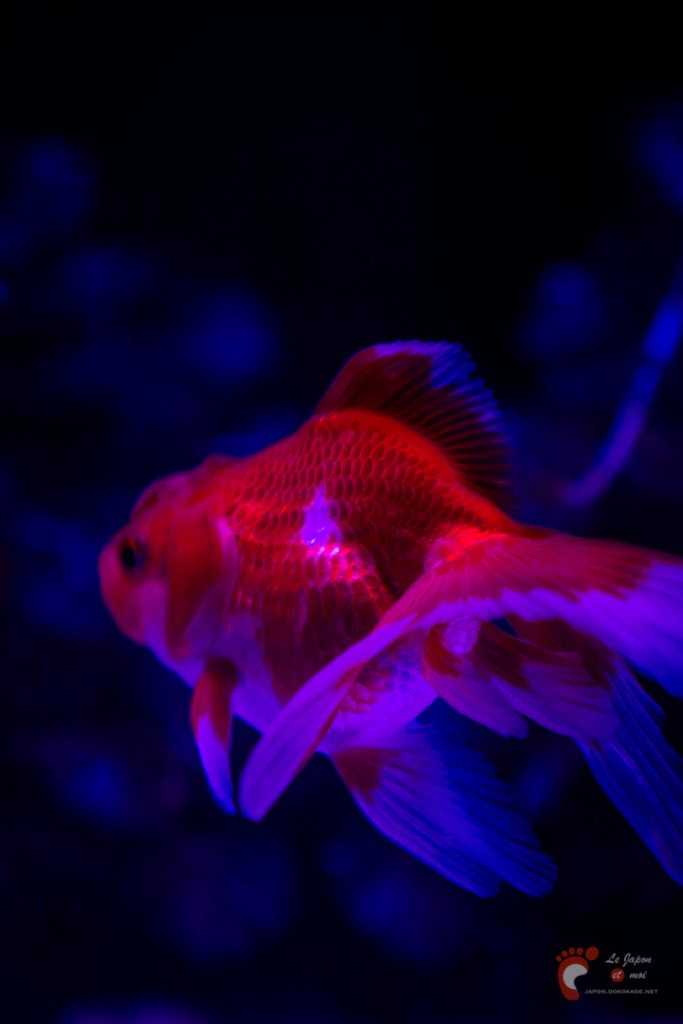 Art Aquarium 2012 | アートアクアリウム @ Coredo - Tôkyô
