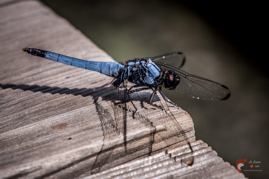 Hikone - Ryōtanji : libellule bleue