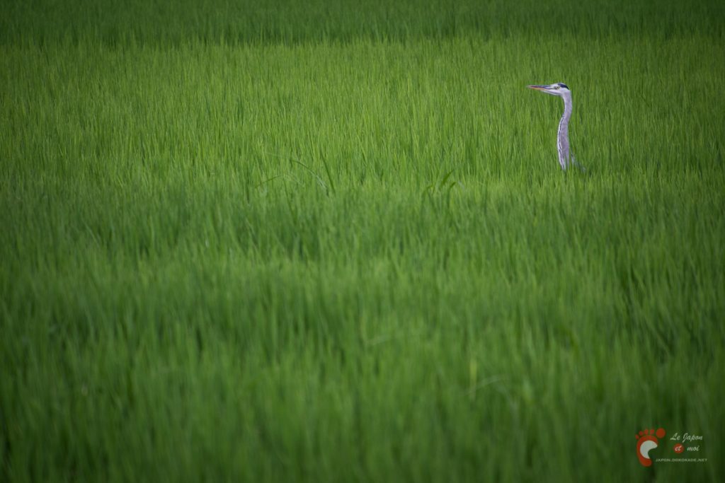 Dans la plaine de Kibi