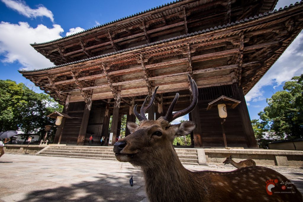 Nara - Tōdaiji : Nandaimon
