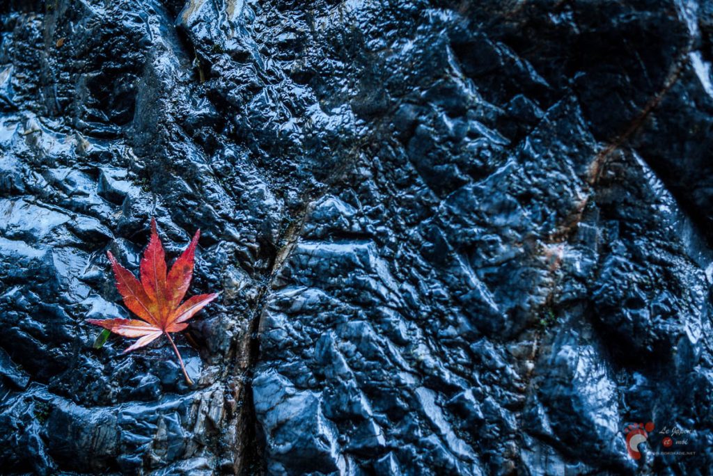 Automne végétal, automne minéral