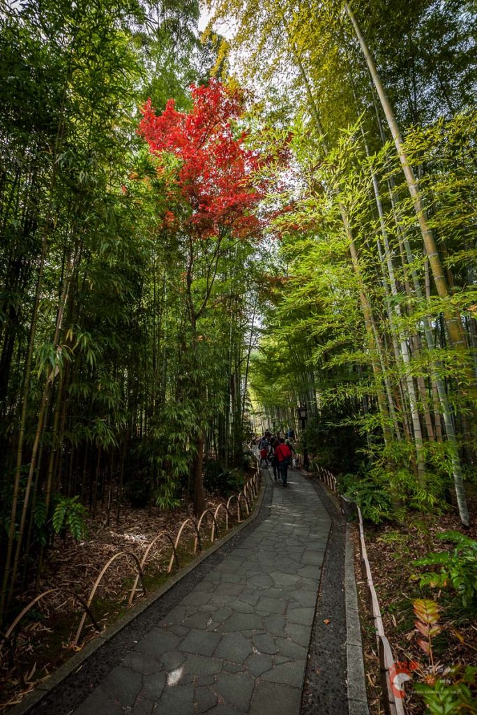 Shuzenji Onsen - Le chemin aux bambous 竹林の小経
